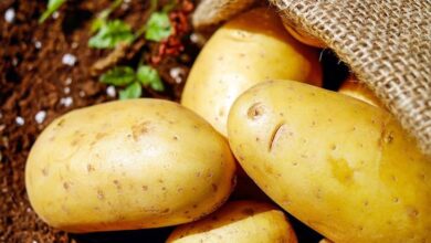 A batata é um alimento incrivelmente popular em todo o mundo, e você provavelmente não sabe o quanto ela é surpreendente