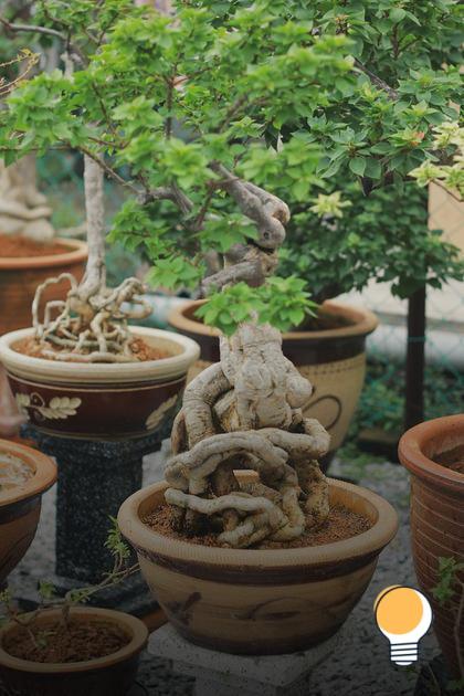 Benefícios de cultivar bonsai de frutas em casa