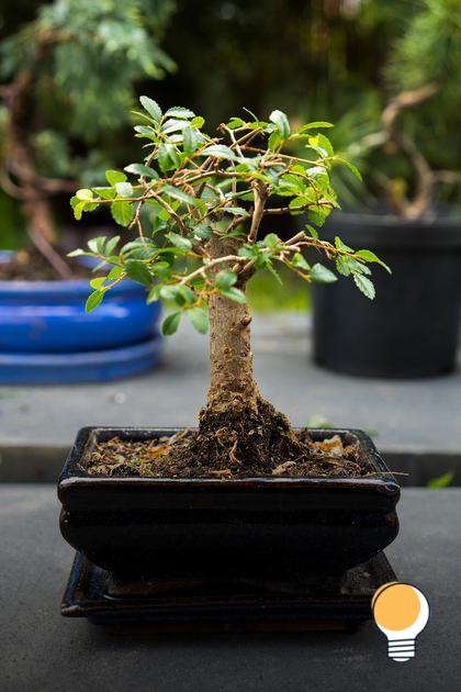 Benefícios do Bonsai de flores em espaços pequenos