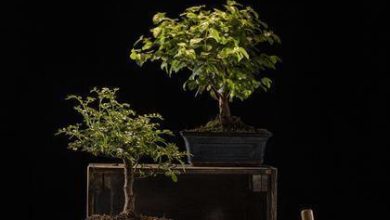 Bonsai de clima quente