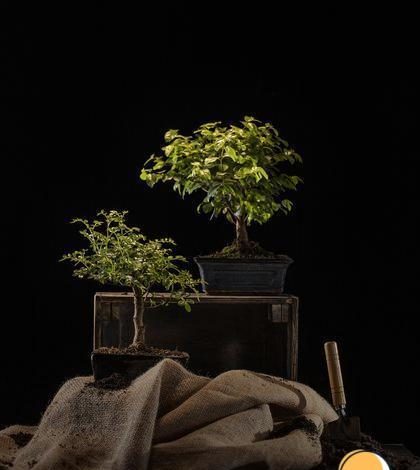 Bonsai de clima quente