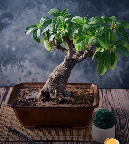 Bonsai de flores