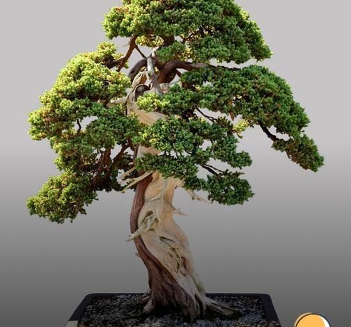 Bonsai de flores