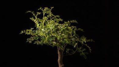 Bonsai de flores