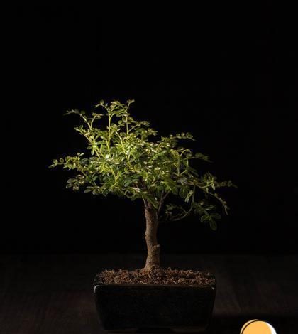 Bonsai de flores