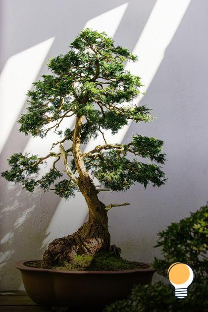 Bonsai de flores: como cultivar e manter a beleza das plantas em miniatura