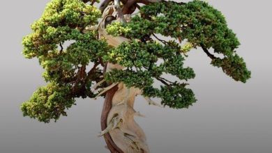 Bonsai de folhas caducas