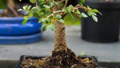 Bonsai de frutas