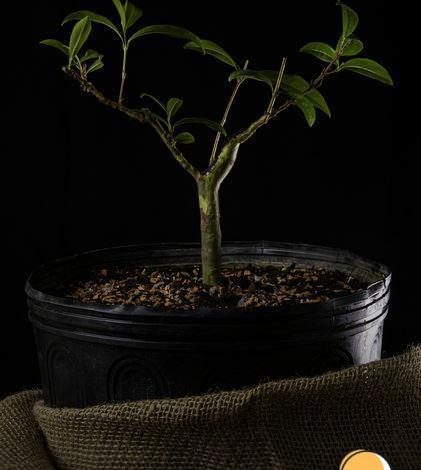 Bonsai de pinheiro