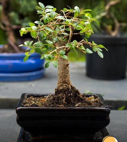 Bonsai pequeno porte