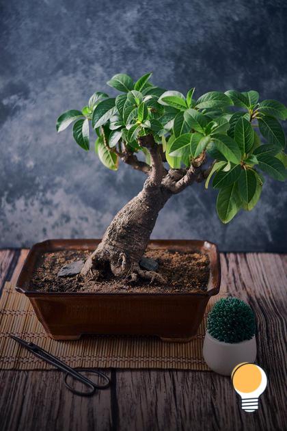 Como cultivar um lindo Bonsai de flores em casa