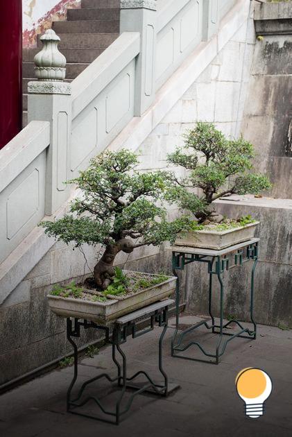 Cuidados essenciais para bonsai de clima frio