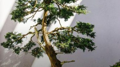 Fertilizante para Bonsai