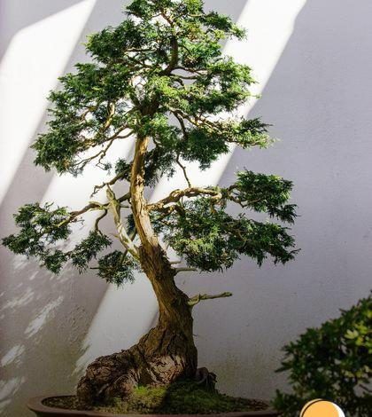 Fertilizante para Bonsai